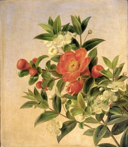 Flores, 1835